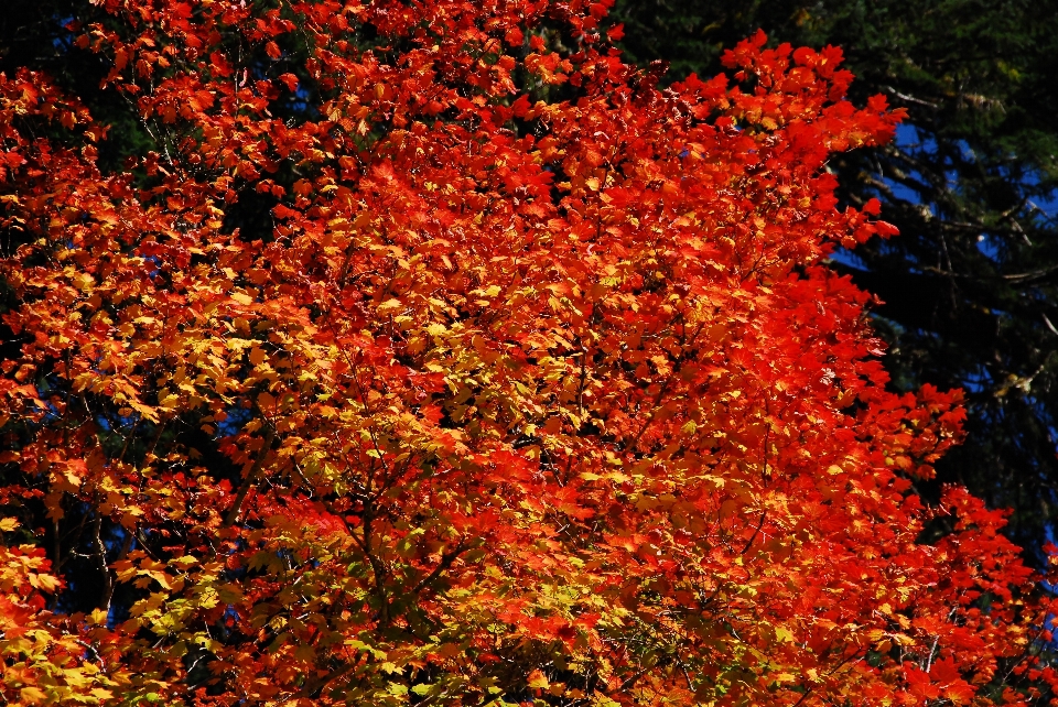 Arbre forêt usine feuille