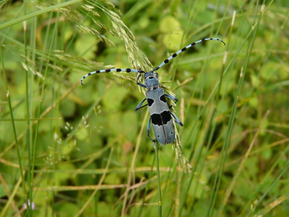 Natura erba prato
 prateria
