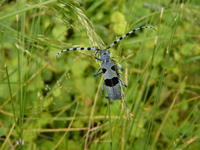 Natur gras wiese
 prärie
 Foto