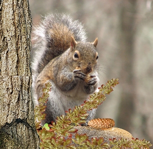 Foto Albero animali selvatici mammifero scoiattolo