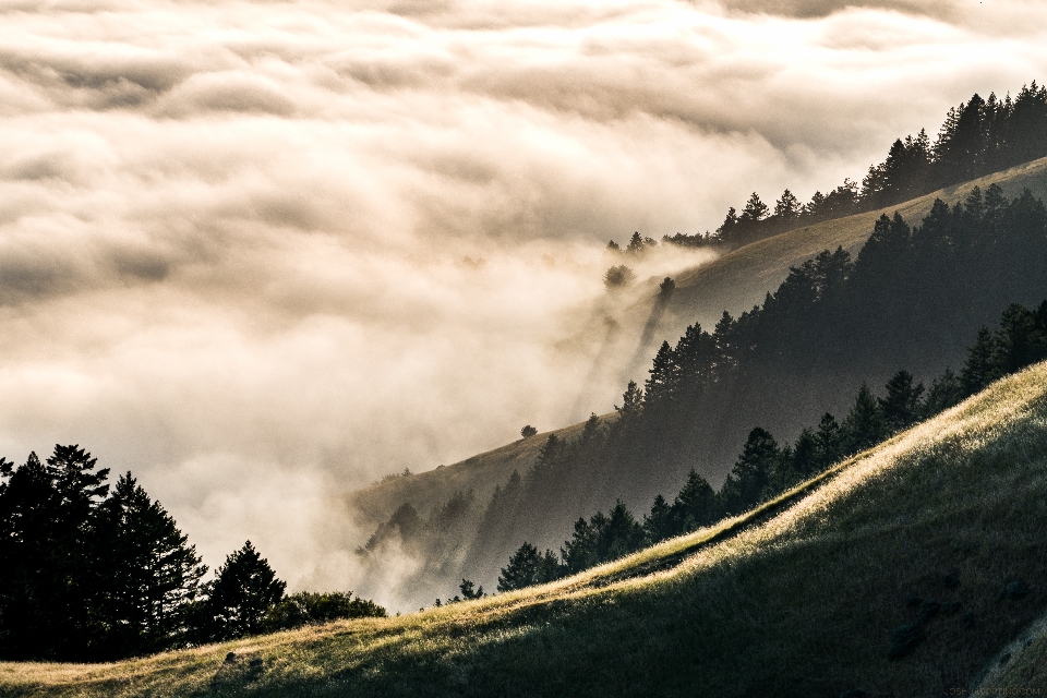 пейзаж дерево природа лес