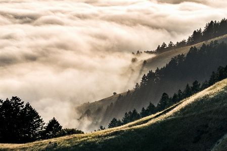 Landscape tree nature forest Photo