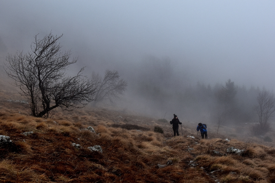 Paisaje árbol bosque césped