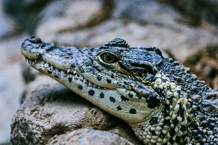 Foto Natura animali selvatici rettile fauna