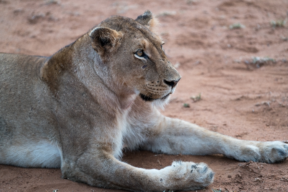 Tierwelt zoo katze schmutz