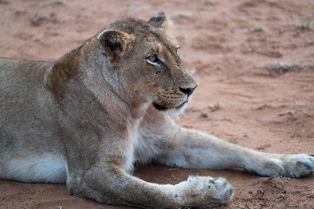 Foto Animais selvagens jardim zoológico gato sujeira