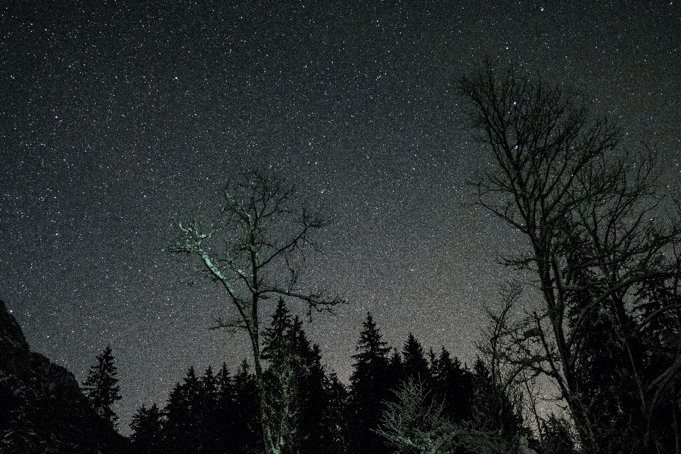 Baum silhouette himmel nacht