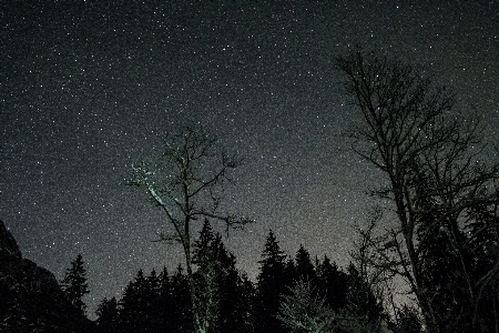 Photo Arbre silhouette ciel nuit