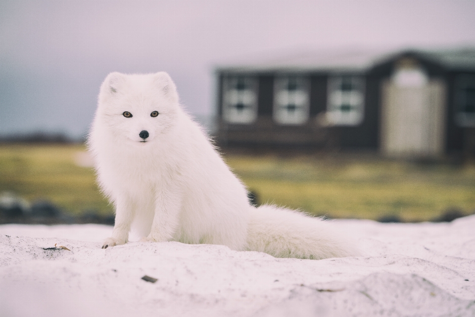 Snow winter white dog