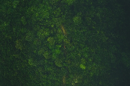 Foto Albero foresta erba persona