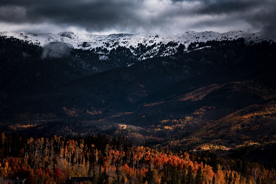 Paisaje árbol naturaleza bosque