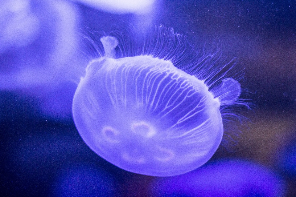 Purple underwater biology jellyfish