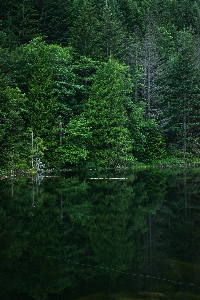 Tree water nature forest Photo