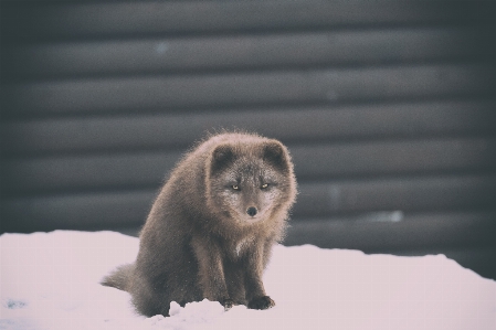 野生动物 哺乳动物 fauna 胡须 照片