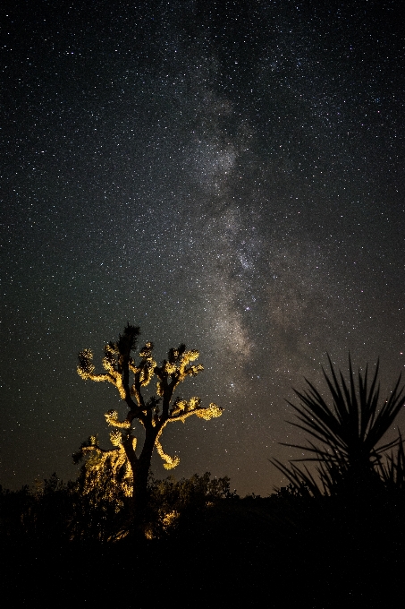 Cactus plant sky night