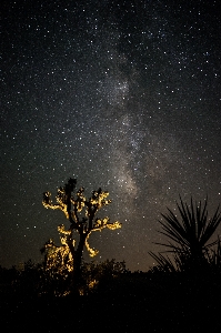 Foto Cacto
 plantar céu noite