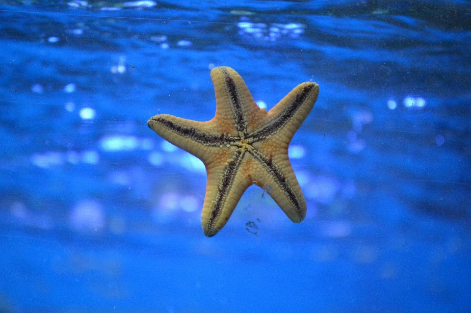 Water underwater biology blue