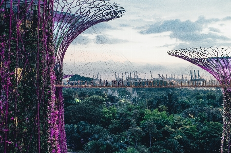 Tree plant bridge flower Photo