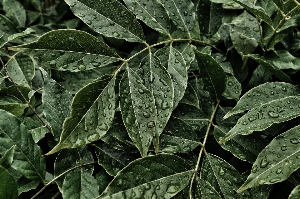 树 露 植物 叶子