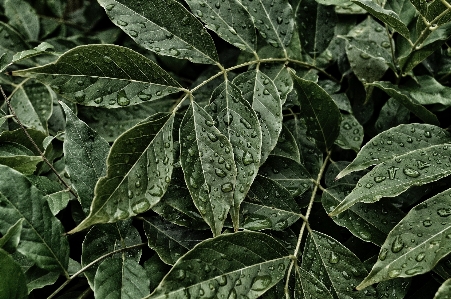 Tree dew plant leaf Photo