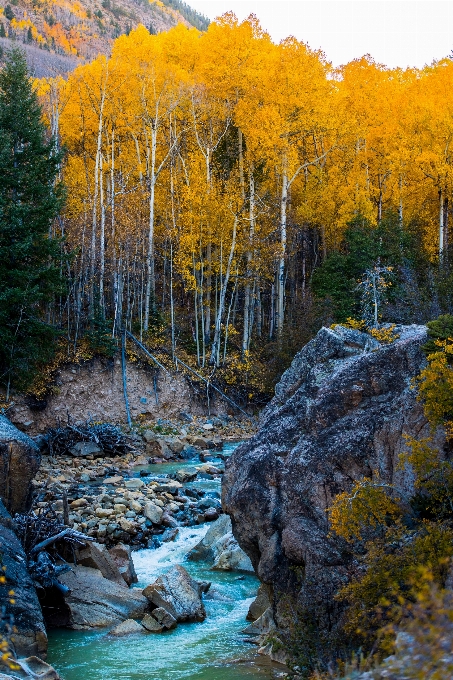 Paesaggio albero natura foresta