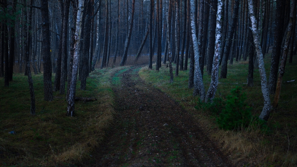 Albero foresta sentiero erba