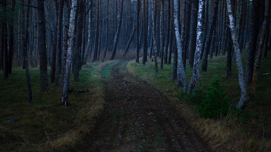 Ağaç orman yol çimen Fotoğraf