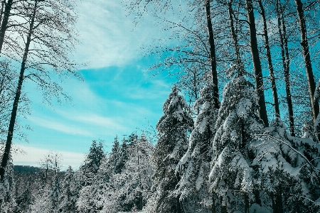 Tree nature forest wilderness Photo