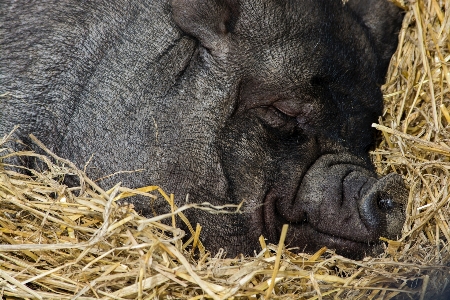 干し草 動物 野生動物 睡眠 写真