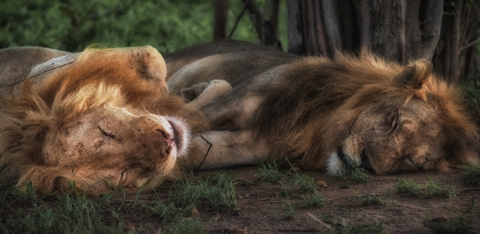 Fauna silvestre zoo mamífero melena
