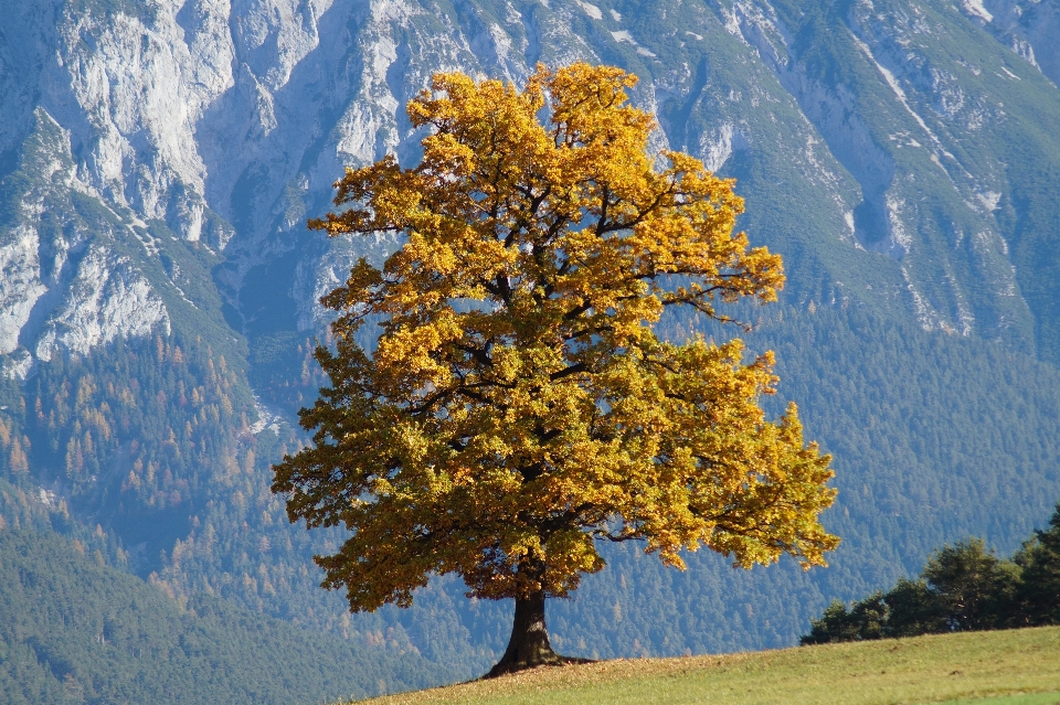 Arbre nature forêt montagne