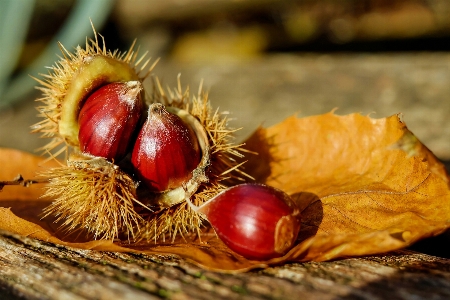 Tree branch prickly plant Photo