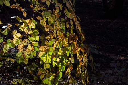 Tree nature forest branch Photo