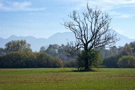 Landscape tree nature grass Photo