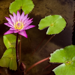 Nature blossom plant leaf Photo