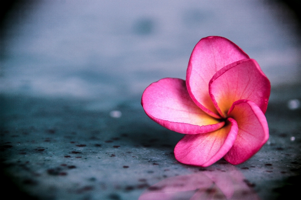 Mekar tanaman fotografi daun