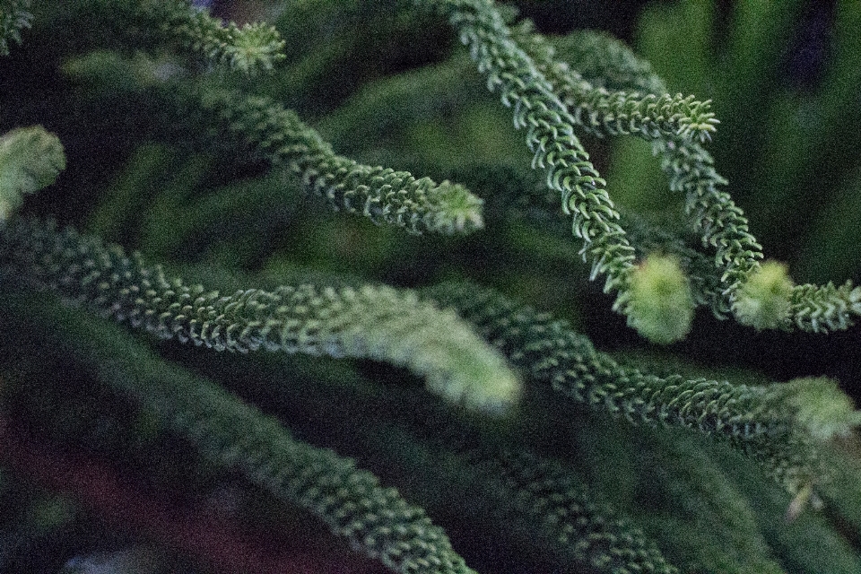 針 植物 花 松