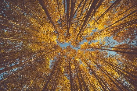 Foto Albero foresta ramo pianta