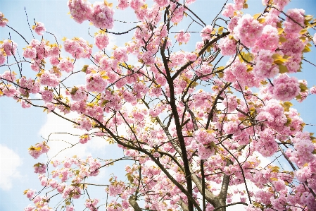 Foto árbol rama florecer planta