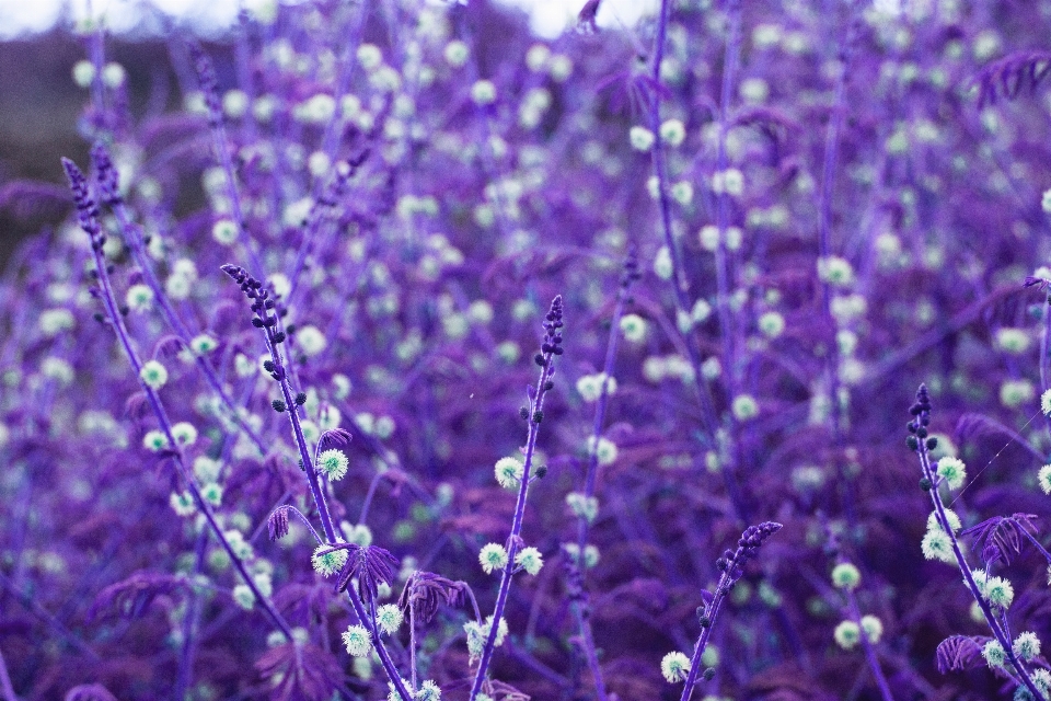 Plant flower purple flora