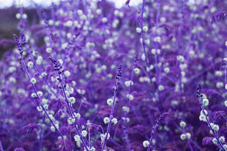 Plant flower purple flora Photo