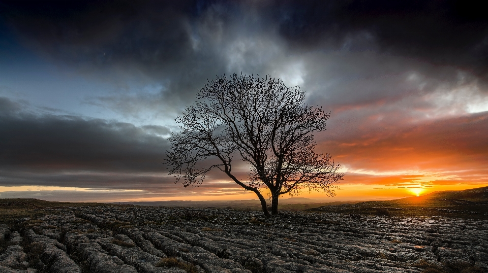 Landscape sea tree nature