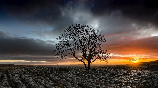 Foto Paisagem mar árvore natureza