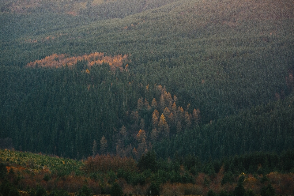 Landscape tree nature forest