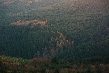 風景 木 自然 森 写真