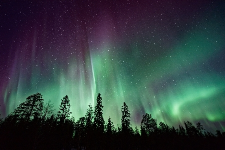 Forest silhouette atmosphere night sky Photo