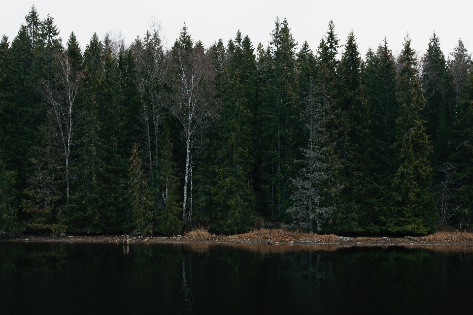 Baum wasser wald wildnis
