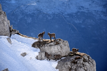 Rock mountain snow winter Photo