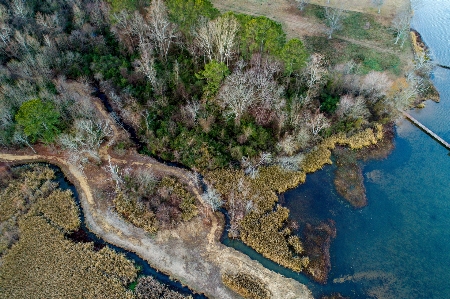 Tree water forest lake Photo