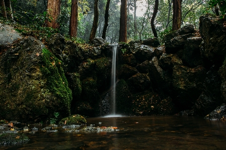 木 水 自然 森 写真